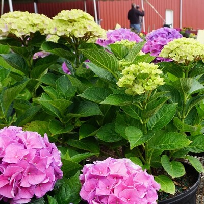 Hydrangeas