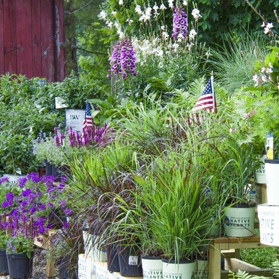 Shop All Plants