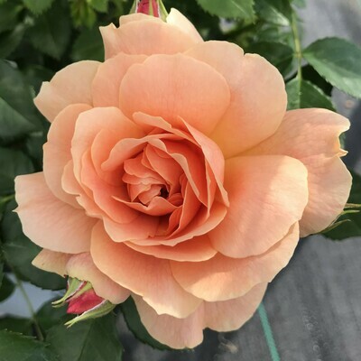 Roses