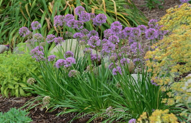 Allium  &#39;Millenium&#39; #4qt
