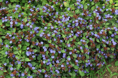 Ceratostigma plumbaginoides #4Q