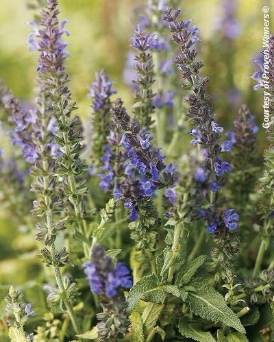 Salvia nemerosa &#39;Marcus&#39; PP13322 #4Q