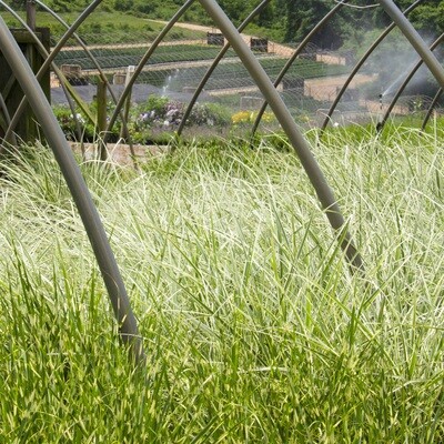 Grasses