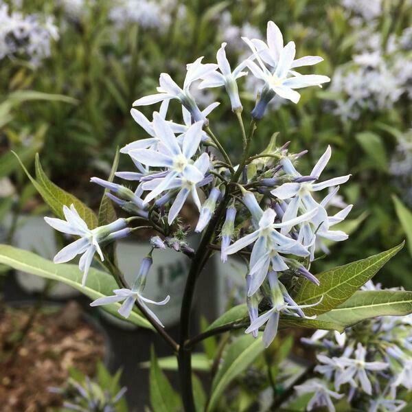 Amsonia tabernaemontana &#39;Storm Cloud&#39; #4qtPW