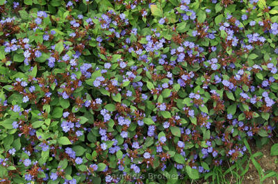 Ceratostigma plumbaginoides #4Q