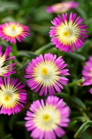 Delosperma Wheels of Wonder® Hot Pink Wonder PP26157 #4Q