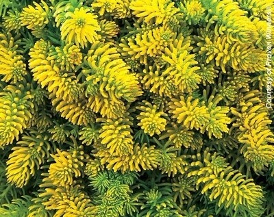 Sedum rupestre &#39;Angelina&#39; #4Q