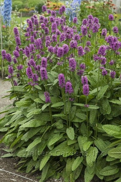 Stachys monieri &#39;Hummelo&#39; #4Q