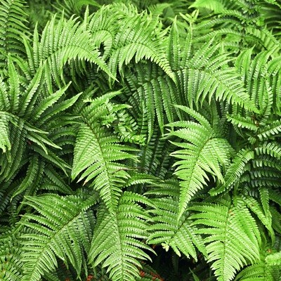 Ferns