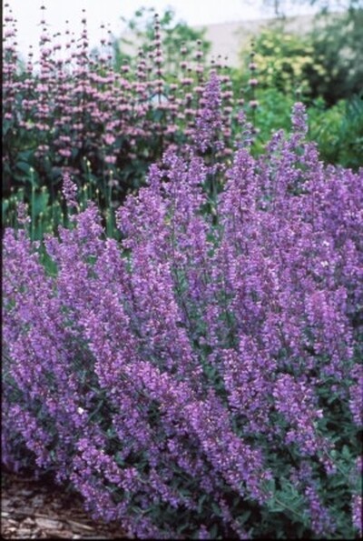 Nepeta x faassenii &#39;Walkers Low&#39; #4Q