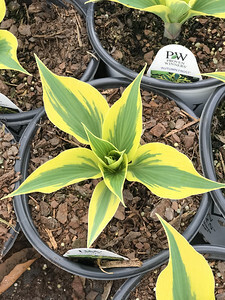 Hosta &#39;Autumn Frost&#39; PP23224 #4QPW