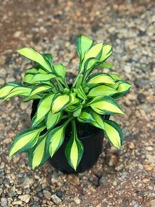 Hosta &#39;Rainbow&#39;s End&#39; #4Q