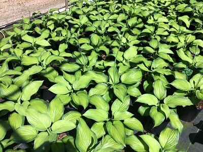 Hosta  &#39;Guacamole&#39; #4Q