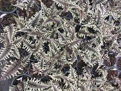 Athyrium niponicum &#39;Crested Surf&#39; PP33057 #4PW