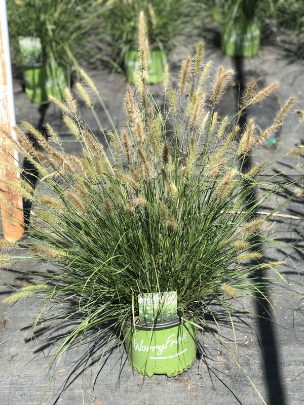 Pennisetum alopecuroides &#39;Praline&#39; PP30724 #4Q