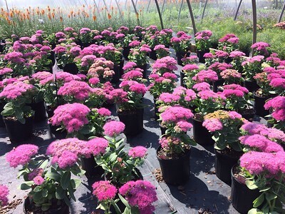 Sedum &#39;Neon&#39; #4Q