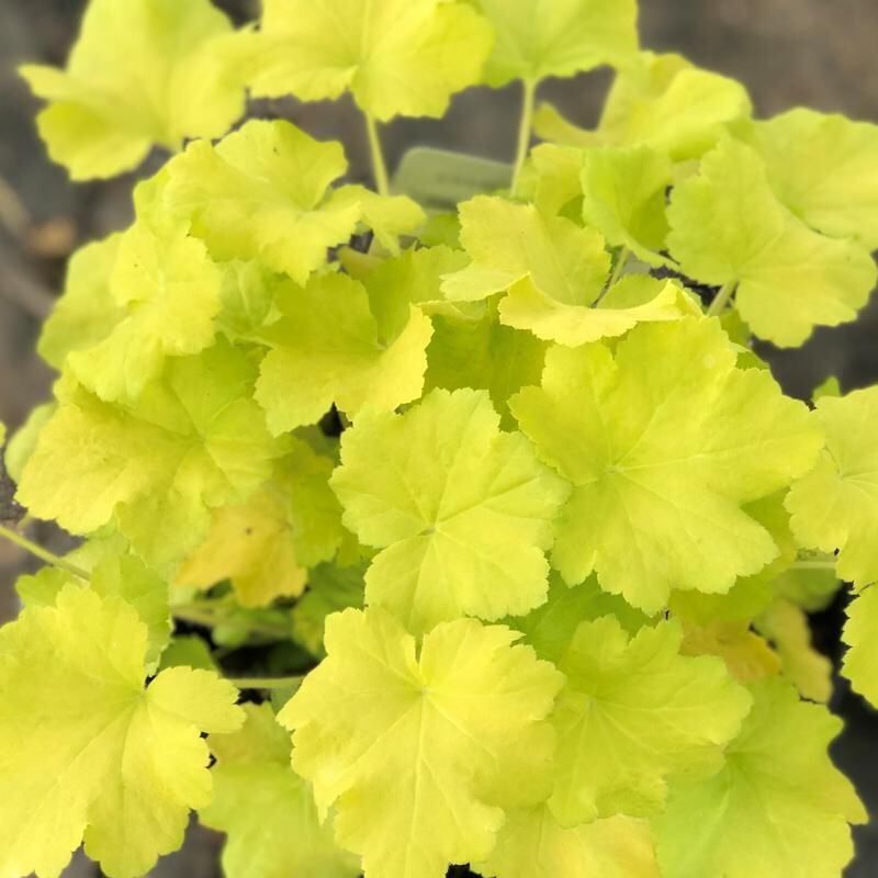 Heuchera villosa &#39;Citronelle&#39; PP17934 #4Q
