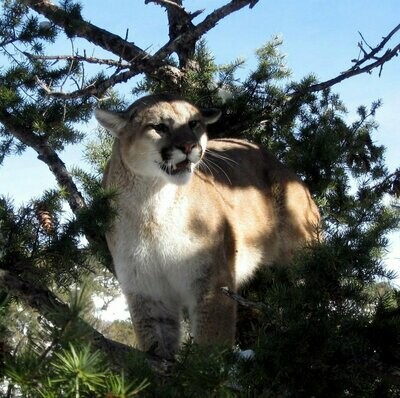 Guided Hunt - Mountain Lion