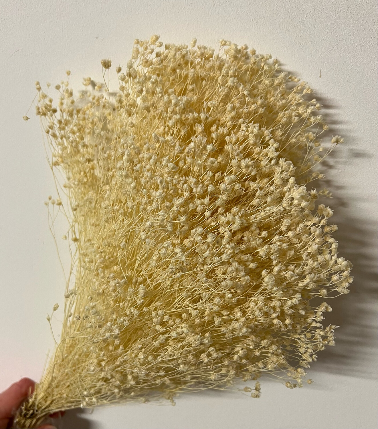 Broom Bloom Wit per pak