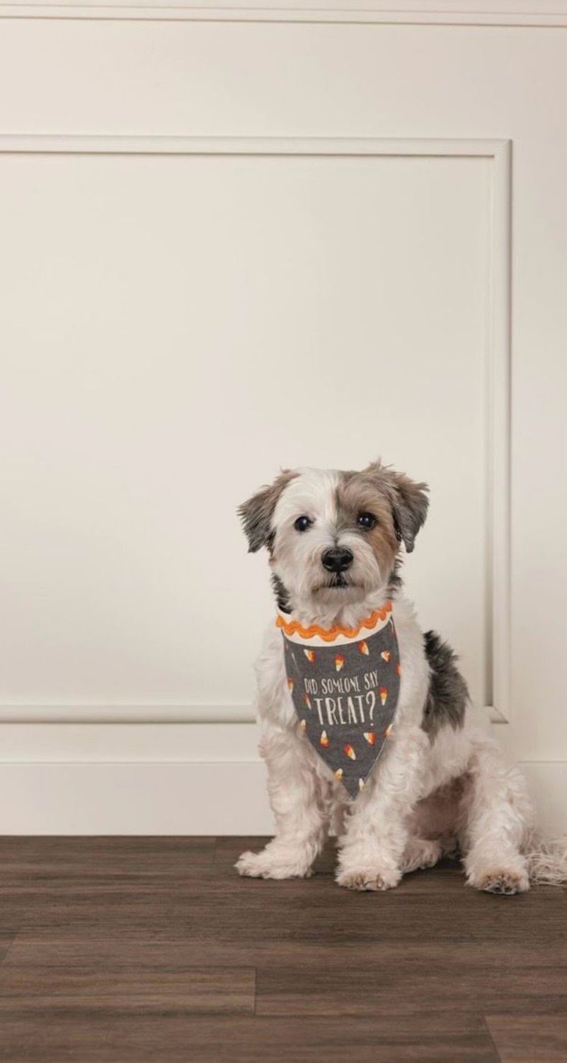 MudPie 41490027 Holiday Reversible Pet Bandanas