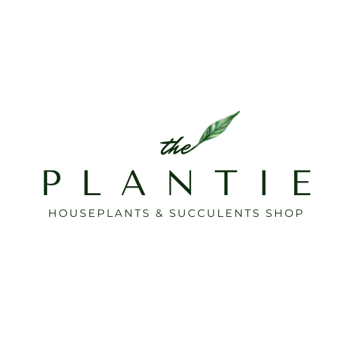 THE PLANTIE HOUSEPLANTS & SUCCULENT SHOP