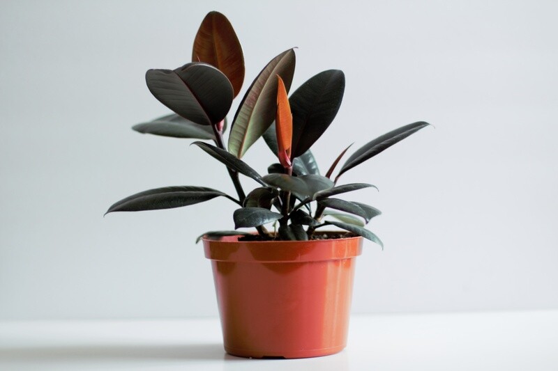 Ficus Elastica Burgundy (Rubber Plant)