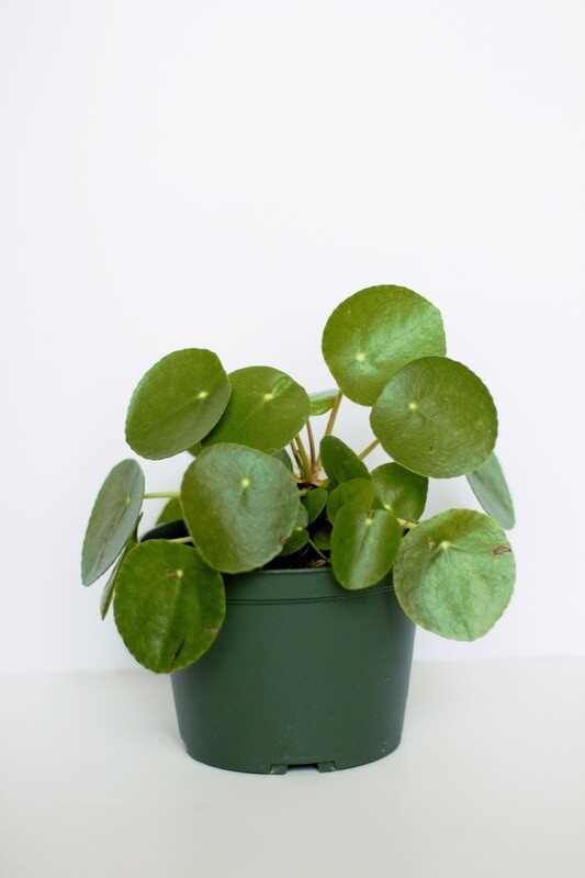 Pilea Peperomioides &quot;Chinise Money Plant&quot;