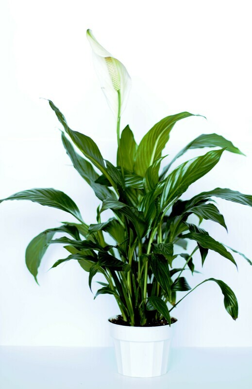 Spathiphyllum Peace Lily