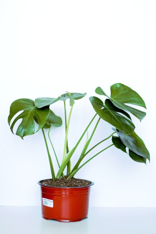 Monstera Deliciosa
