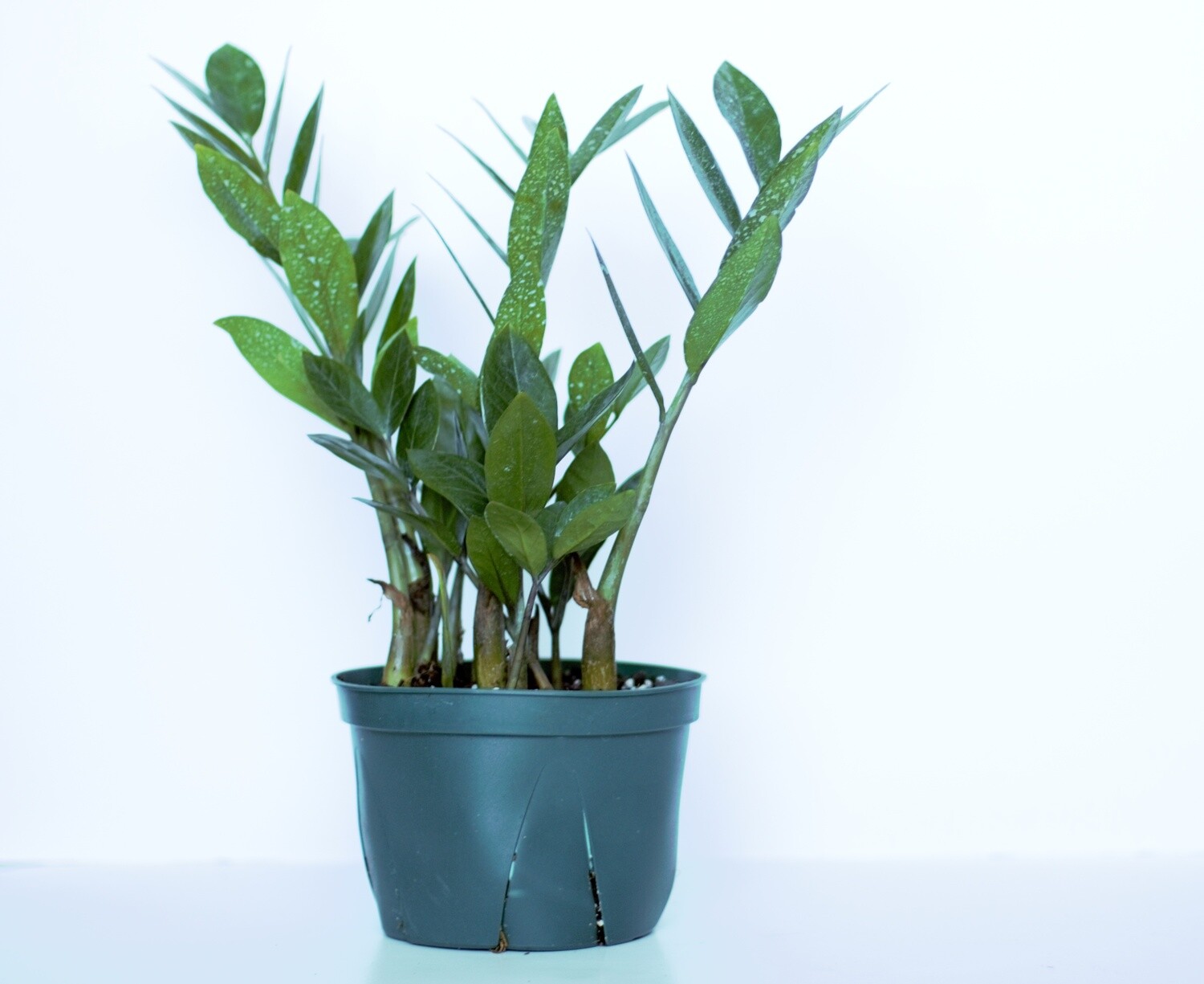 Zanzibar Gem, Zamioculcas ZZ Plant