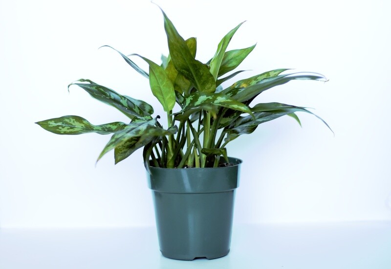 Aglaonema Chinese Evergreen