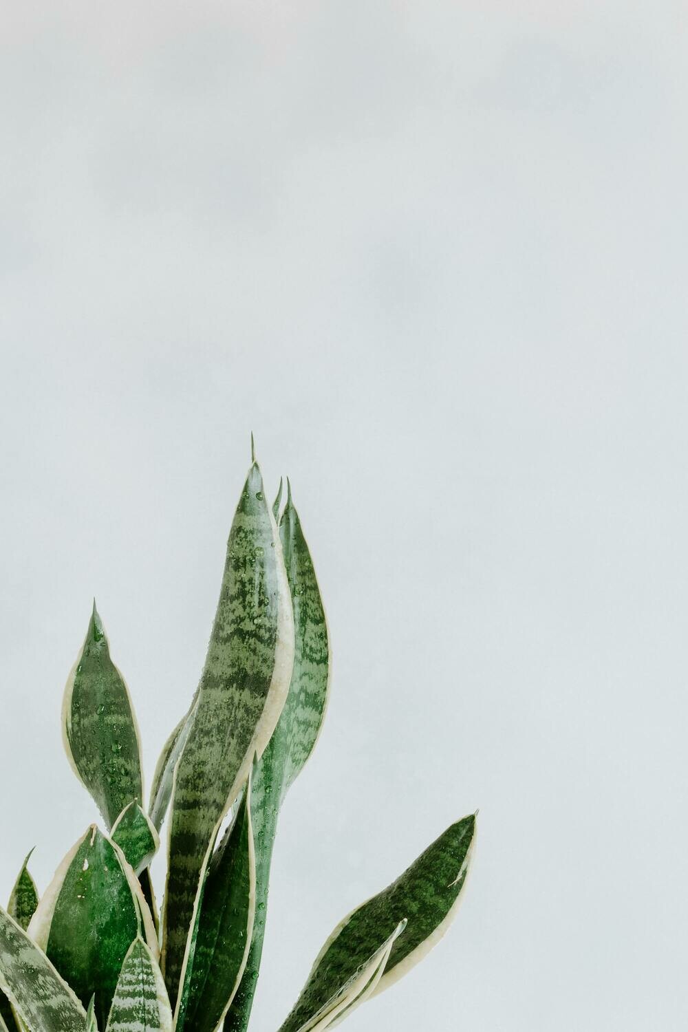 Sansevieria Laurentii (Snake Plant, Mother-in-law&#39;s tongue)