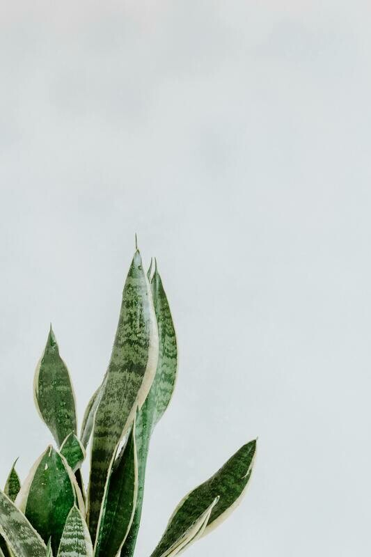 Sansevieria Laurentii (Snake Plant, Mother-in-law&#39;s tongue)