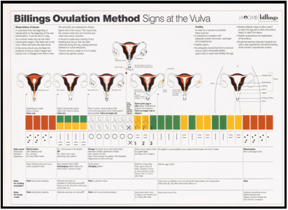 Signs at the Vulva A4