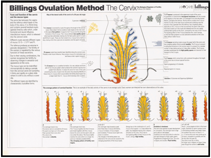 The Cervix A4 Download