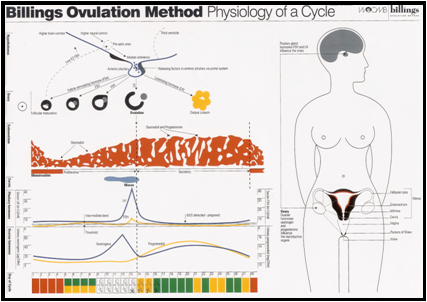 Physiology of a Cycle A4 Download