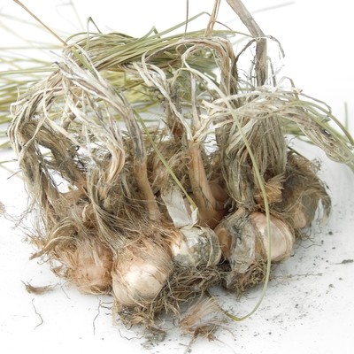 Šafran uzgoj, cultivation, Anbau, kultivace, Выращивание шафрана.