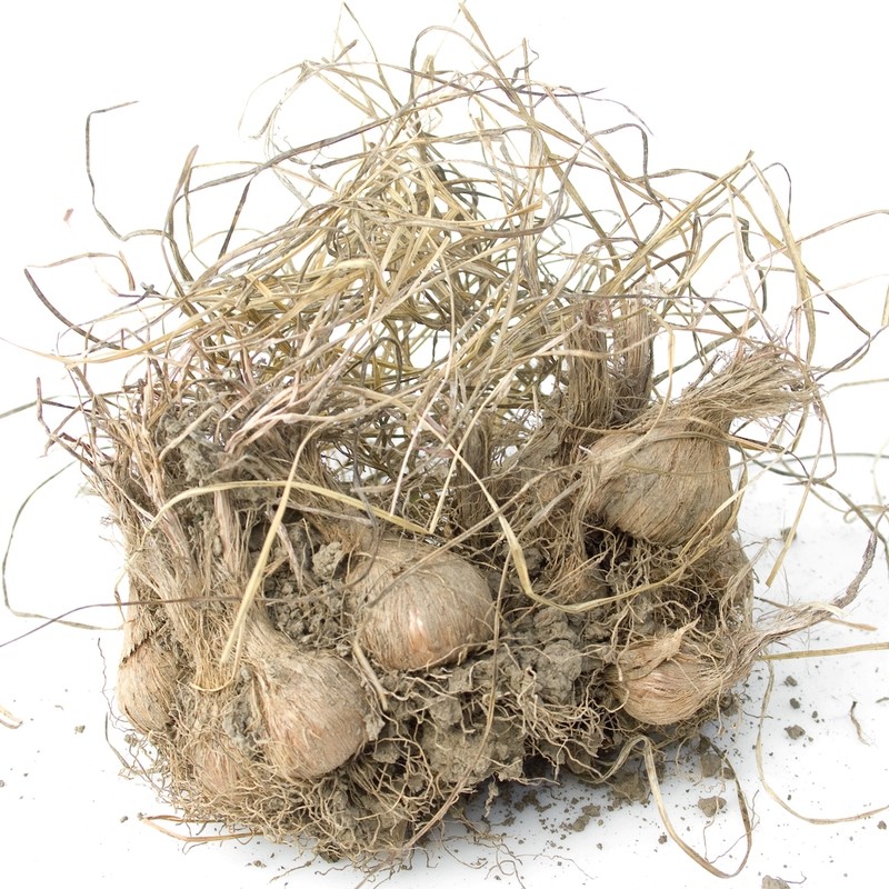 Šafran lukovice, Saffron bulbs, Safran-Zwiebeln, Šafránové žárovky, Шафрановые луковицы.