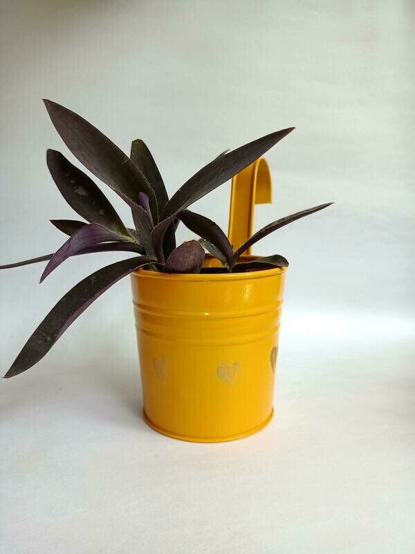 Yellow Railing Planter with Live Purple Heart Plant