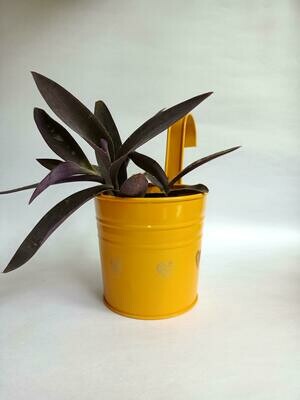 Yellow Railing Planter with Live Purple Heart Plant