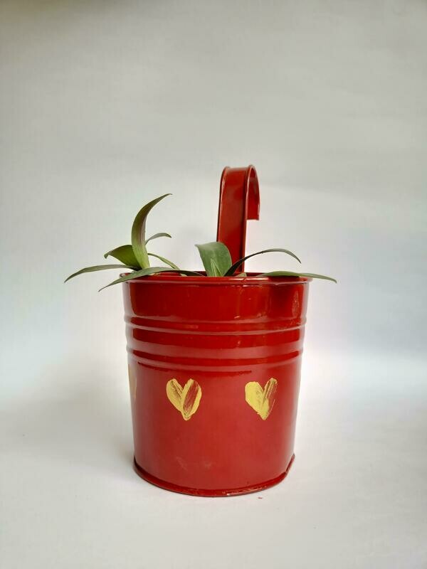Red Railing Planter with Rheo Oyster Plant