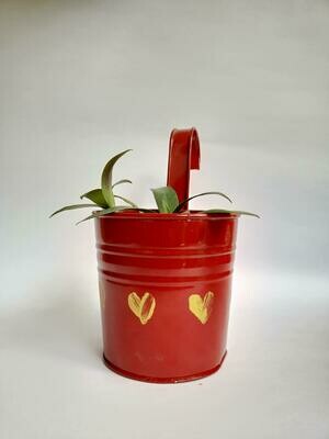 Red Railing Planter with Rheo Oyster Plant