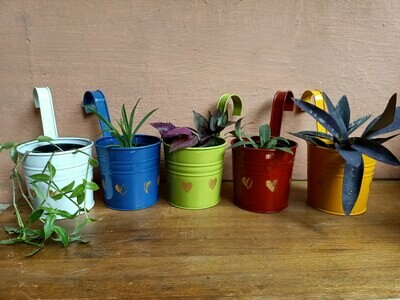 Planter with Plant