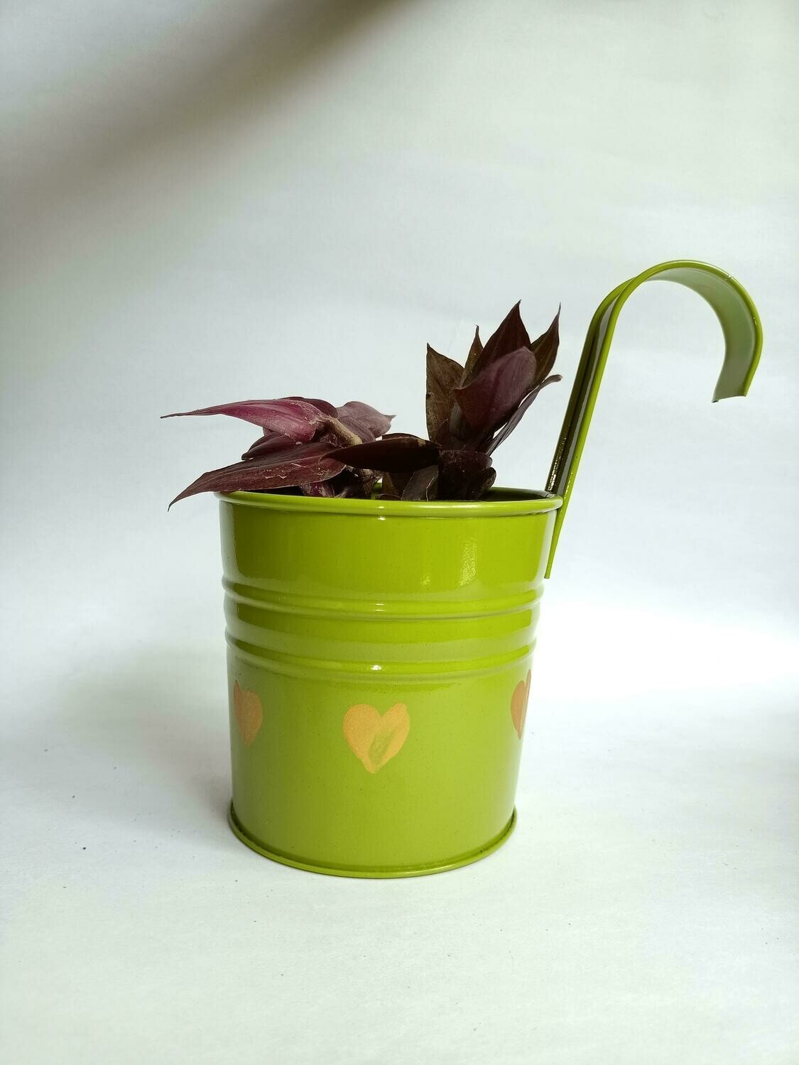 Green Railing Planter with Live Wondering Jews Plant