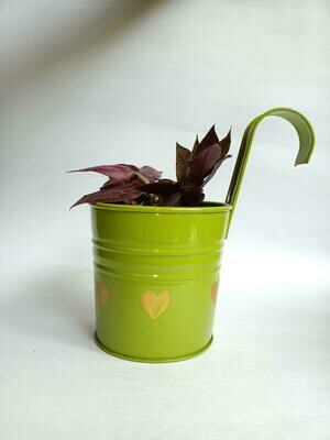 Green Railing Planter with Live Wondering Jews Plant