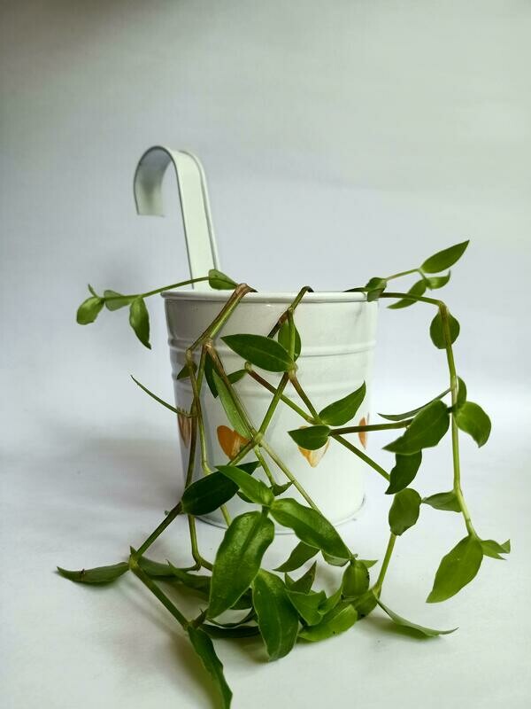 White Railing Planter with Turtle Wine Plant