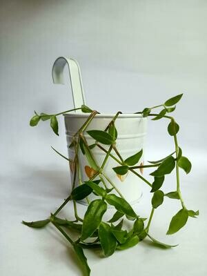 White Railing Planter with Turtle Wine Plant