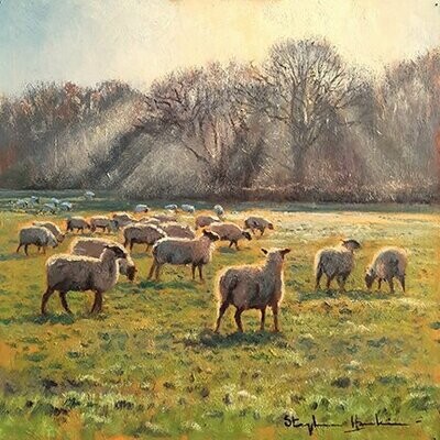 Tott Farm Sheep