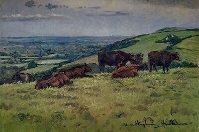 Cows on the Hill