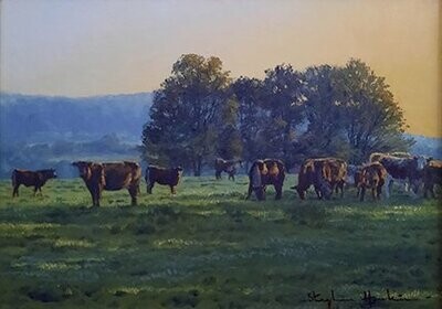 Cows on a Summer Evening
